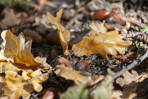 Dry oak leaves on the ground for background