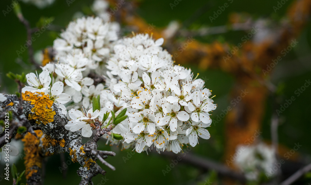 White oak tree flowers close up White oak tree flowers close up