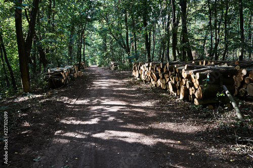 A pile of cut tree trunks and a Forest Road in Poland.