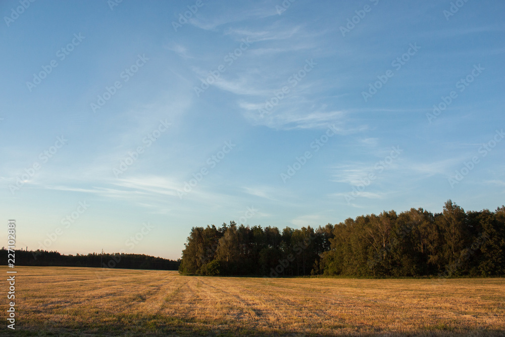 Field, forest and sky.