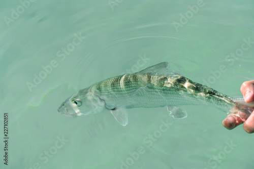 fish in water