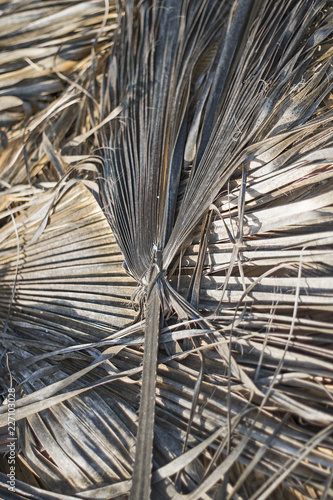 Dry palm leaves.