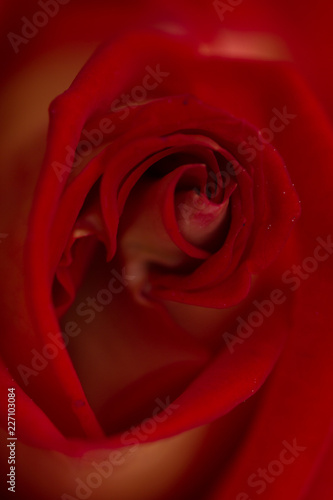 rose abstract macro  shallow depth of field