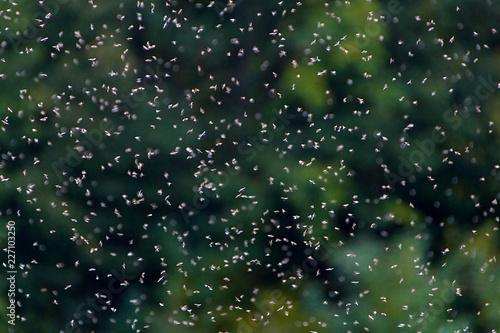 A swarm of flies