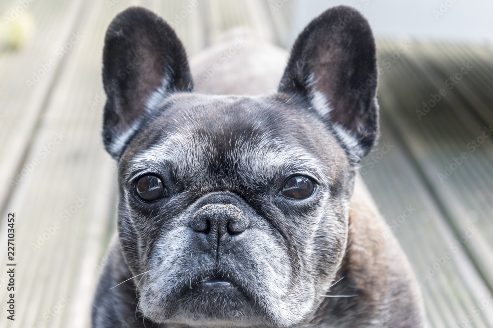 Head of a smart looking French bulldog with a grey snout.