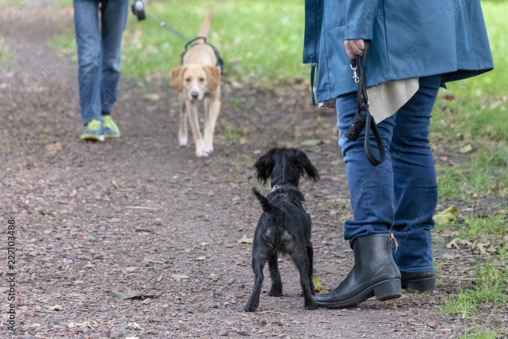 Little black dog and his owner waiting for a dog coming from the other side. Little black dog and his owner waiting for a dog coming from the other side.