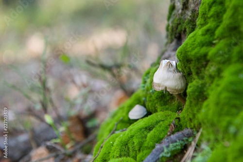 beautiful wild forest mushrooms in Ukraine