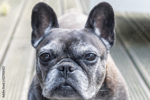 Head of a smart looking French bulldog with a grey snout. © Karin Reine