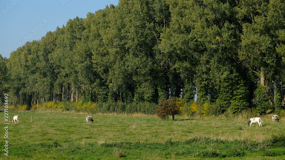 Fototapeta premium cows in field
