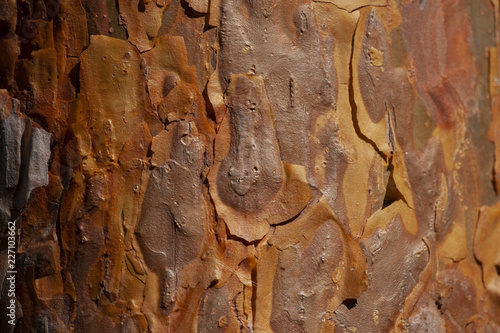 bark of pine tree trunk texture background