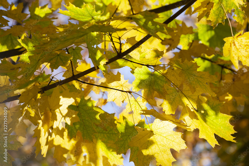 Fototapeta premium Yellow maple leaves, autumnal natural background, selective focus
