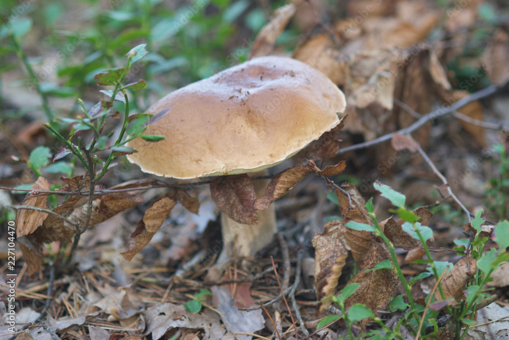 beautiful wild forest mushrooms in Ukraine beautiful wild forest mushrooms in Ukraine