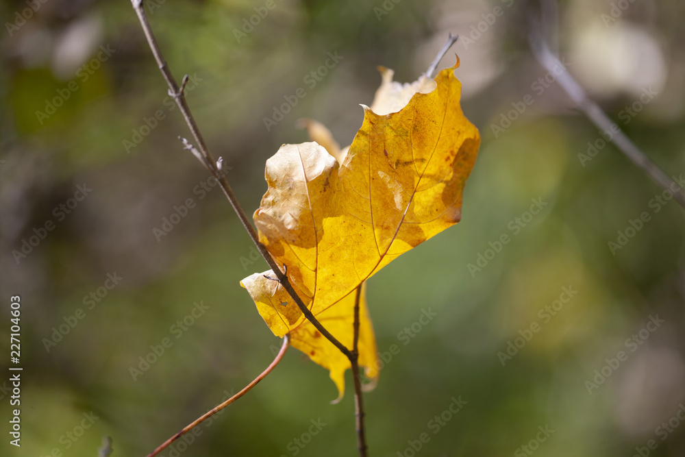 Obraz premium Yellow maple leaves, autumnal natural background, selective focus