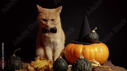 A small peach cat in a bow tie sits next to a red pumpkin and small pumpkins with warts among the leaves against a black background.