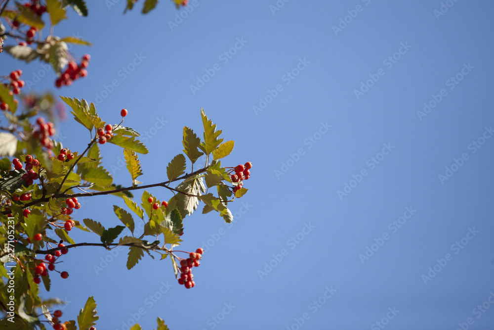 Hawthorn with fruits and leaves against the blue sky Hawthorn with fruits and leaves against the blue sky