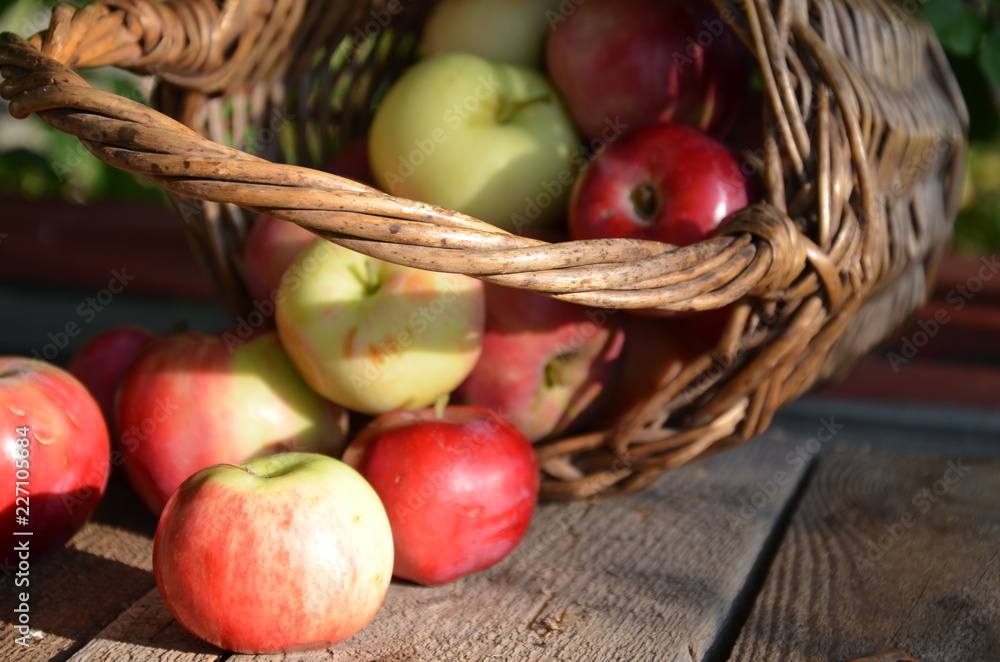 Organic apples in basket in summer grass. Fresh apples in nature. Organic apples in basket in summer grass. Fresh apples in nature.