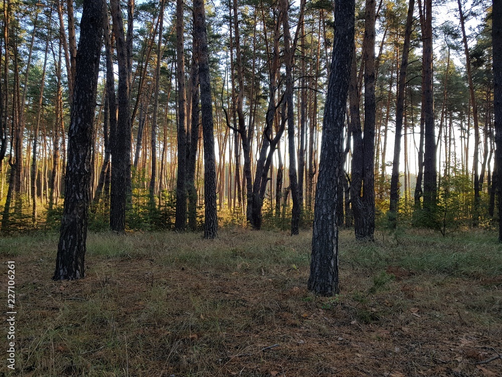 Obraz premium Morning forest