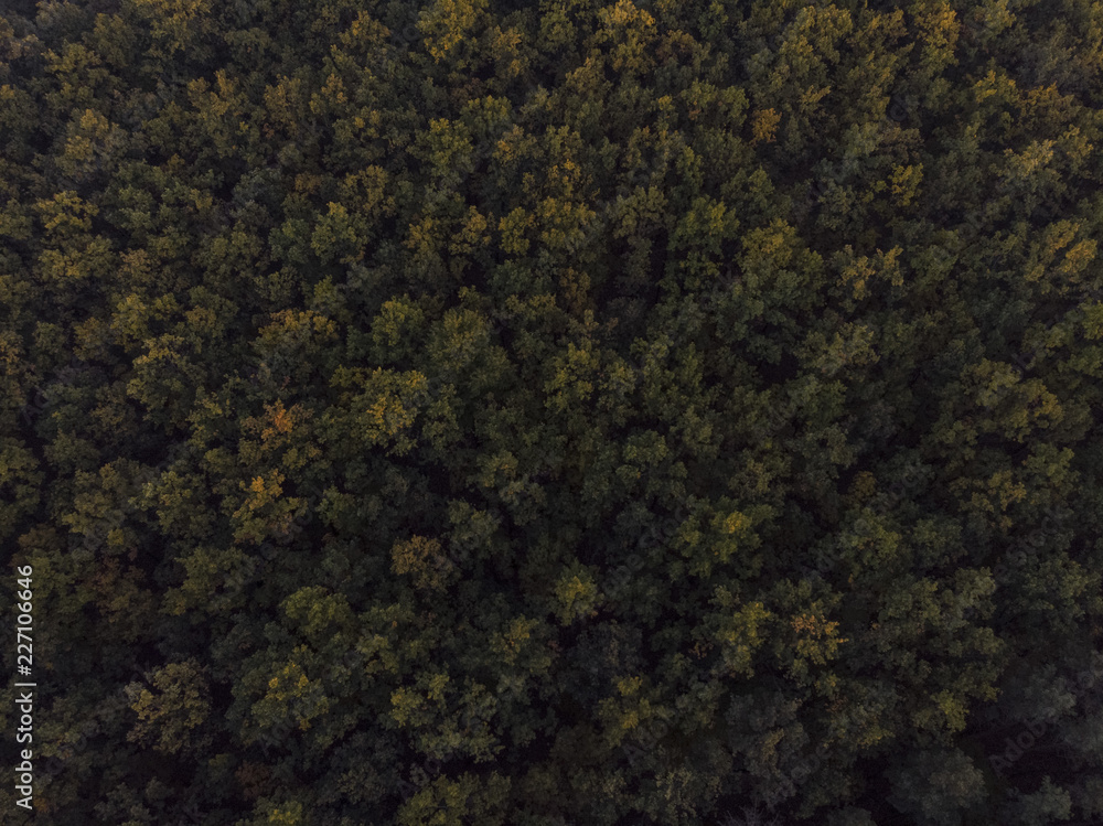 Forest pattern Forest pattern