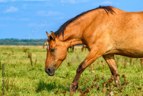 horse grazing on a farm field