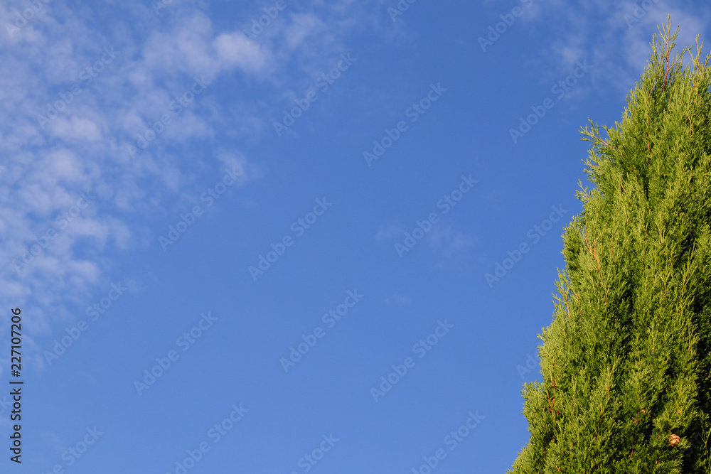 Colorful background with copy space : green Cypress against blue sky with clouds. Design for recreation and travelling in south european countries. Colorful background with copy space : green Cypress against blue sky with clouds. Design for recreation and travelling in south european countries.