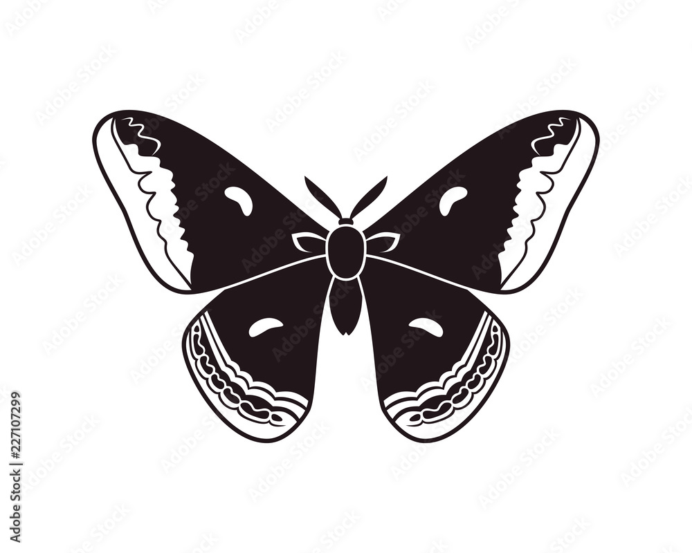 Cecropia moth vector illustartion isolated on white