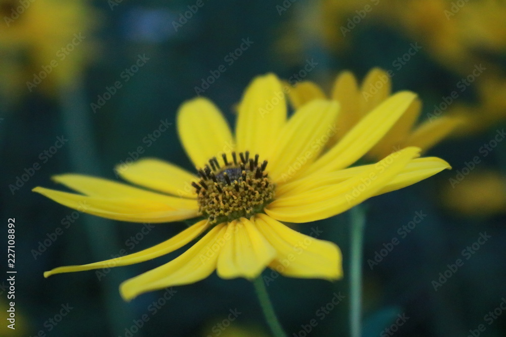 Obraz premium Roadside Bloom