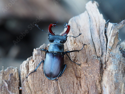 Stag Beetle photo