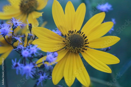 Roadside Bloom