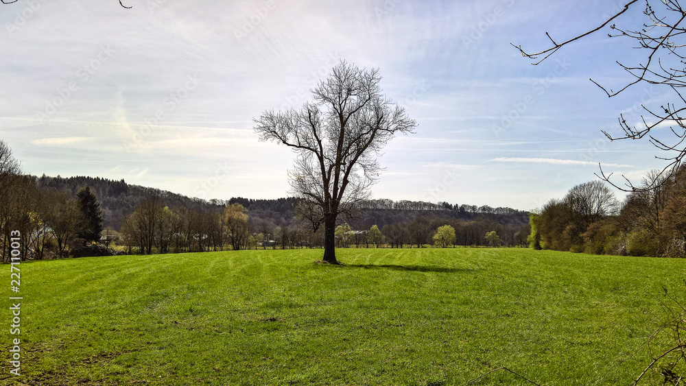 Fototapeta premium Sole Tree on the Field