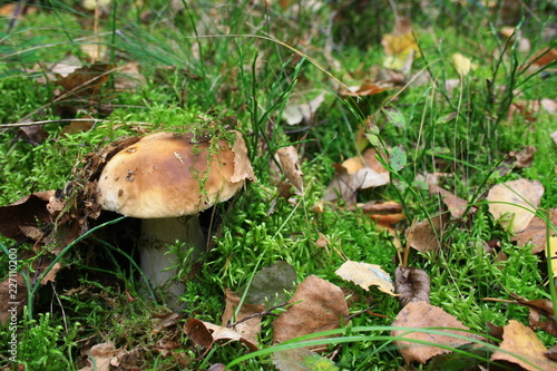 Boletus growing among moss