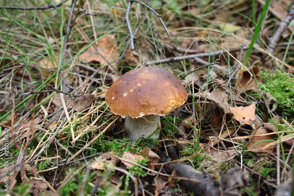 Boletus among forest litter and grasses Boletus among forest litter and grasses