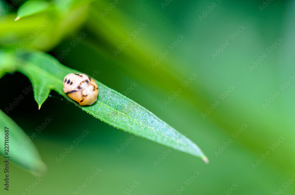 Close-up small insect shapes look quaint sleeping on a green leaf Close-up small insect shapes look quaint sleeping on a green leaf