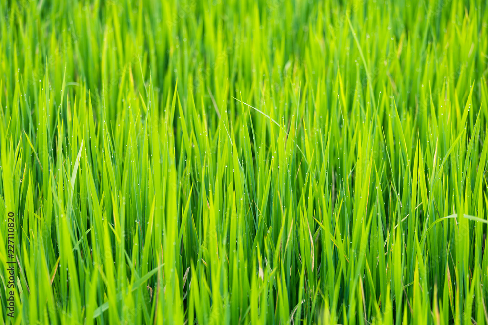 Green rice leaves fields with water droplets in Thailand. Fresh spring green grass.Cornfield background. Green rice leaves fields with water droplets in Thailand. Fresh spring green grass.Cornfield background.