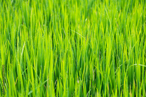 Green rice leaves fields with water droplets in Thailand. Fresh spring green grass.Cornfield background.