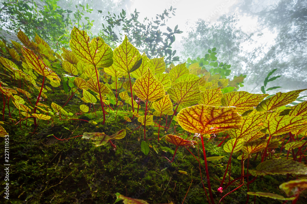 Fototapeta premium Begonia liście na skale w lesie płytkiej głębi lasów tropikalnych w Phuhinrongkla National Park Nakhon Thai District w Phitsanulok, Tajlandia.