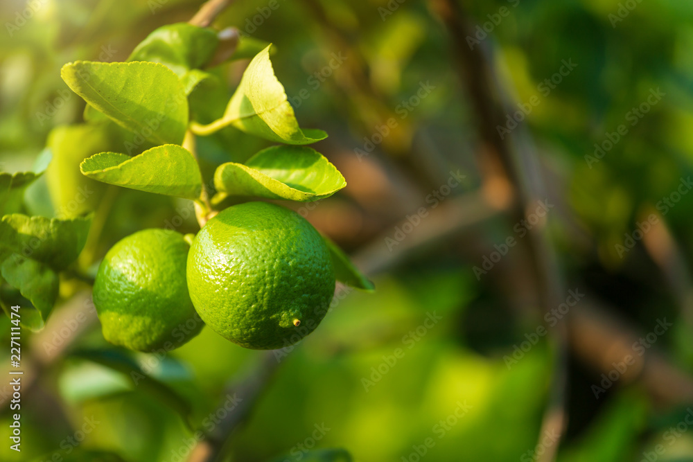 Close up of green Lemons grow on the lemon tree in a garden citrus fruit thailand. Close up of green Lemons grow on the lemon tree in a garden citrus fruit thailand.