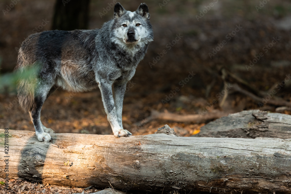 Obraz premium Black Wolf in the forest