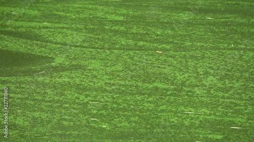 Blaualgen, Blaualgenblueten,  Cyanobakterien