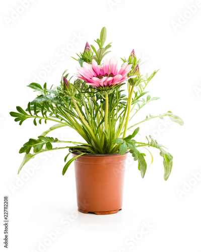 Colorful Gazania plant in the flowerpot isolated on white