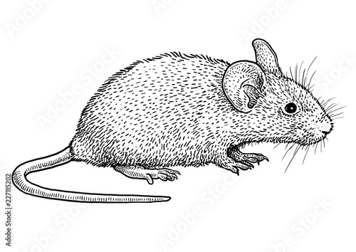House mouse illustration, drawing, engraving, ink, line art, vector