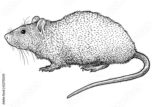 Rat illustration, drawing, engraving, ink, line art, vector
