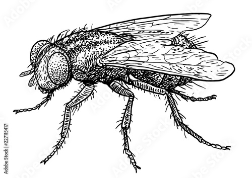 Fly illustration, drawing, engraving, ink, line art, vector