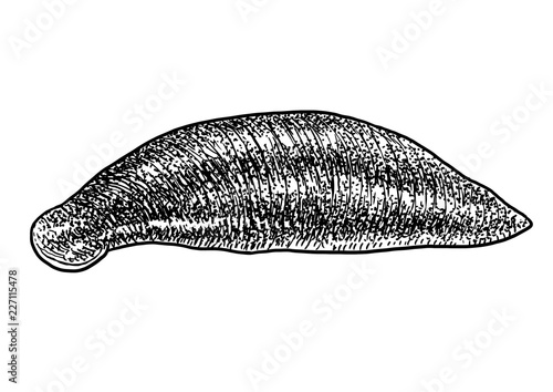 Medicinal leech illustration, drawing, engraving, ink, line art, vector