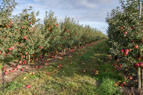 Rows of apple trees with ripe red and yellow apples  in an orchard - windfall of apples on the ground