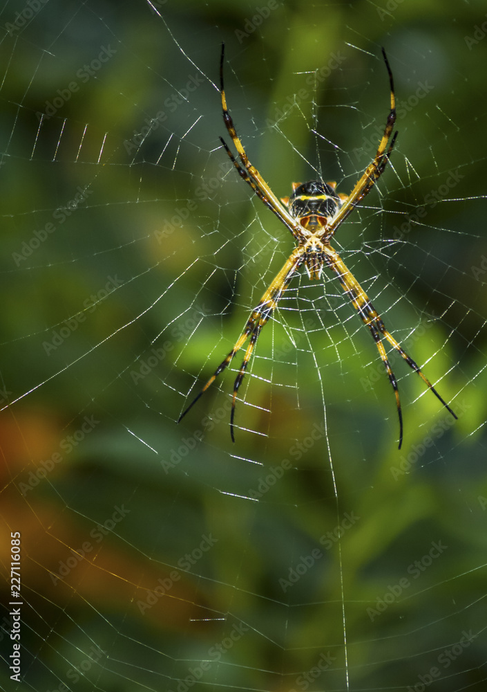 Beautiful web with a spider waiting for prey. Spider on a web