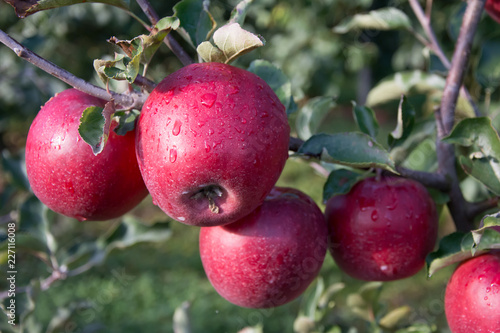 Four ripe red apples on a branch of an apple tree