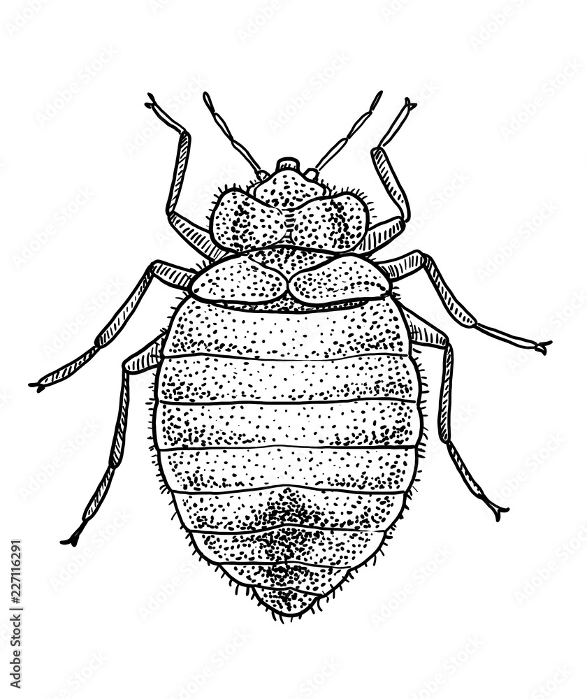Bed bug illustration, drawing, engraving, ink, line art, vector Stock
