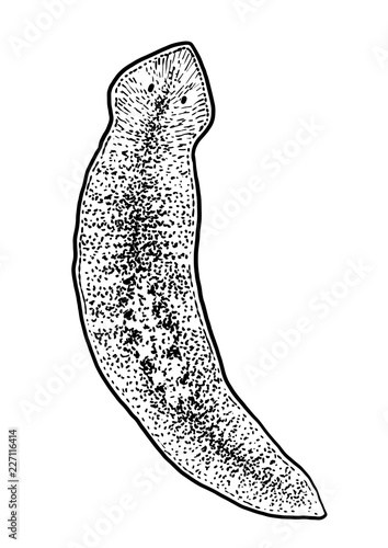 Planaria flatworm illustration, drawing, engraving, ink, line art, vector