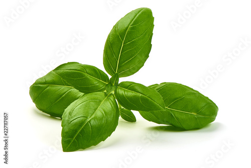 Sweet Green Basil Leaves Herb Spice, closeup, isolated on a white background.