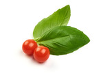 Sweet Green Basil Leaves Herb Spice with Physalia berries, closeup, isolated on a white background.